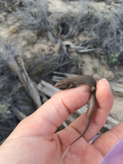 Xantusia vigilis