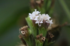 Stevia rebaudiana, photograph author not stated, no rights reserved
