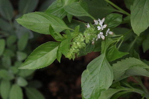 Image of Stevia rebaudiana by no rights reserved