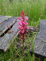 Disa