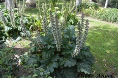 Acanthus mollis