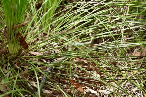 Common Tree Snake sighting