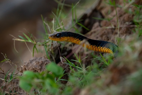 Yellow-lipped Sipo