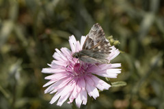 Muschampia orientalis
