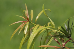 Podocarpus fasciculus