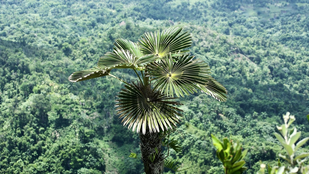 Coccothrinax yunquensis