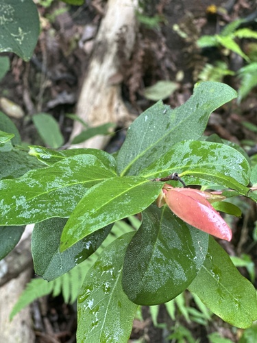 Diospyros hillebrandii