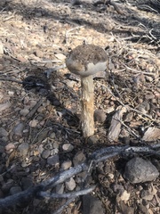 Battarreoides diguetii