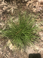 Carex cherokeensis