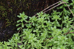 Sedum actinocarpum