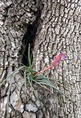 Tillandsia baileyi