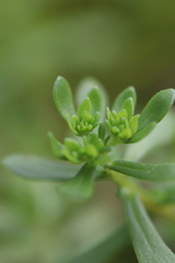 Sedum actinocarpum