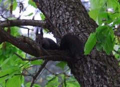 Sciurus vulgaris