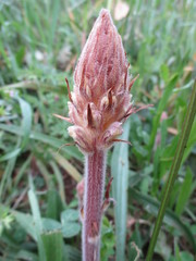 Orobanche litorea
