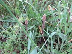 Orobanche litorea