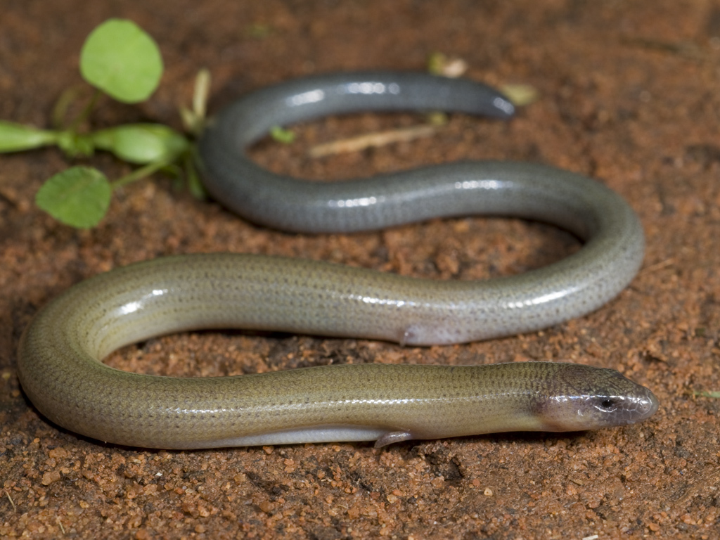 Two-Clawed Worm-Skink