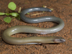 Two-Clawed Worm-Skink photo 1