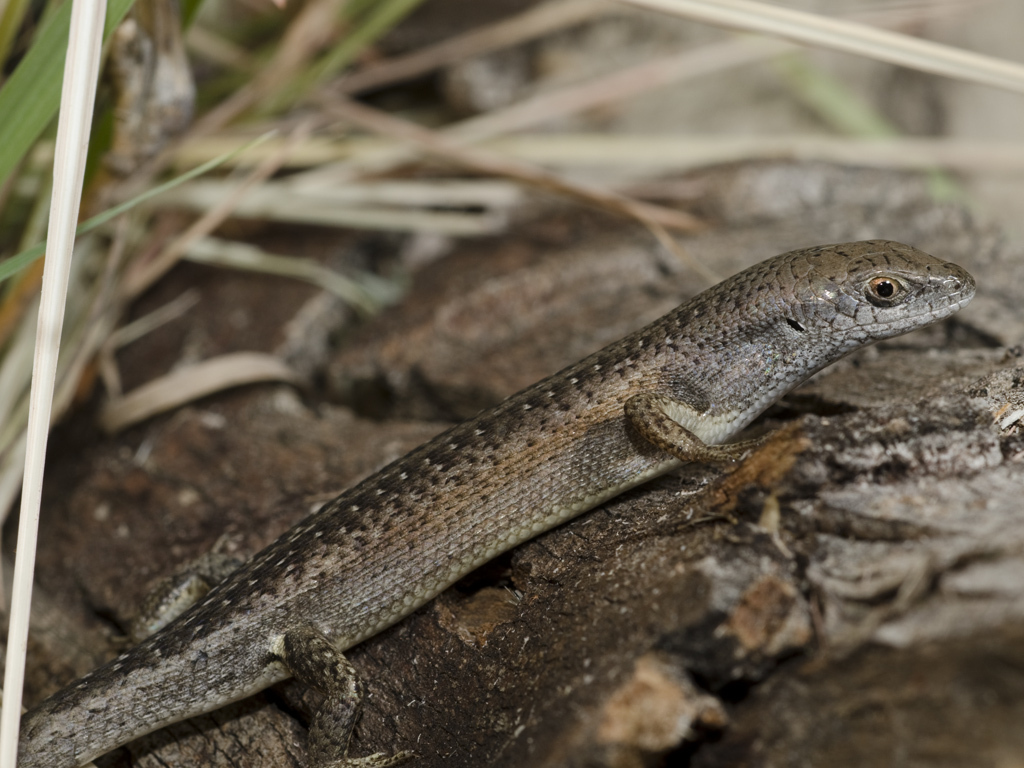 Tussock Rainbow-Skink