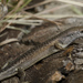 Lively Rainbow Skink - Photo (c) alexander_dudley, some rights reserved (CC BY-NC)