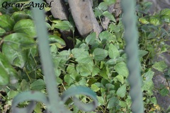 Calyptocarpus vialis