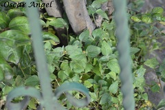 Calyptocarpus vialis