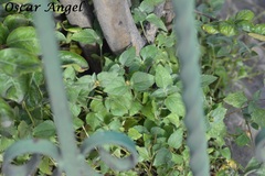 Calyptocarpus vialis