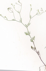 Spermolepis inermis