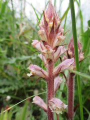 Orobanche litorea