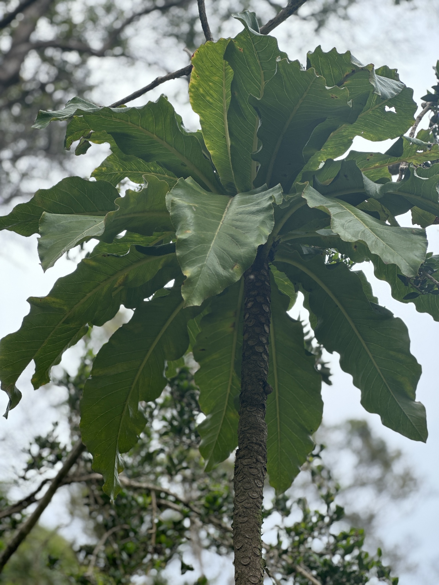 Cyanea superba