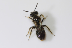 Panurginus polytrichus