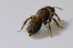 Panurginus polytrichus