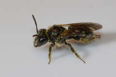 Panurginus polytrichus