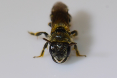 Panurginus polytrichus