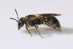 Panurginus polytrichus