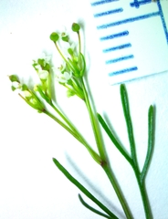 Spermolepis inermis