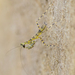 Mayan Lichen Mantis - Photo (c) Don Marsille, some rights reserved (CC BY-NC), uploaded by Don Marsille