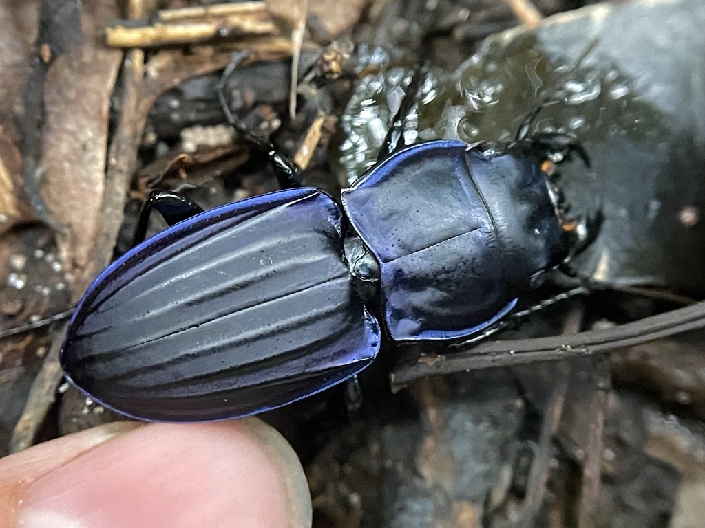 Margined Warrior Beetle