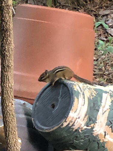 Eastern Chipmunk photographed in North Carolina
