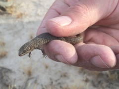 Xantusia vigilis