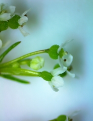 Spermolepis inermis