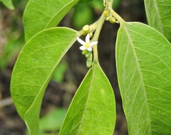 Olax scandens