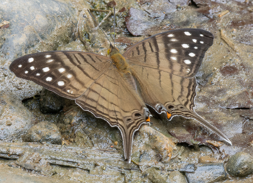 Marpesia merops