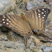 Spot-banded Daggerwing - Photo (c) Don Marsille, some rights reserved (CC BY-NC), uploaded by Don Marsille