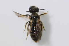 Panurginus polytrichus