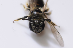 Panurginus polytrichus