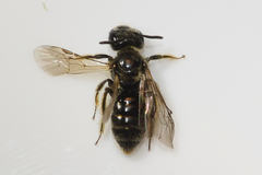 Panurginus polytrichus