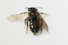 Panurginus polytrichus