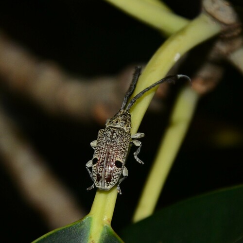 Thyada barbicornis