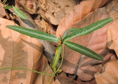 Hemidesmus indicus