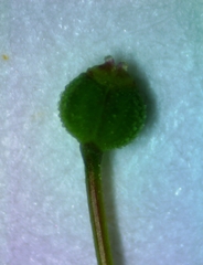 Spermolepis inermis